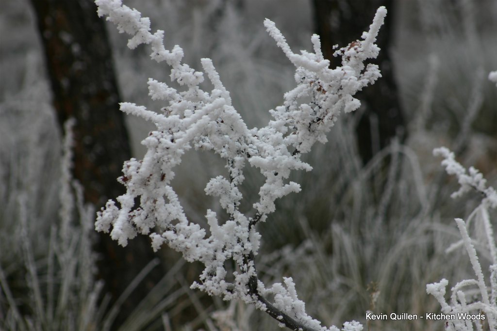 Frosted Branch - #2
